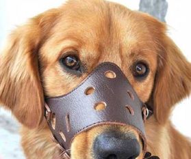 武漢出臺養犬管理新規 遛狗不戴嘴套最高罰千元，物業監管不力最高罰3萬