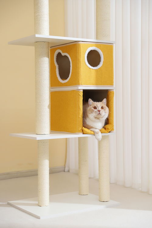 寵物用品新寵 天元貓爬架及專業寵物美容服務指南