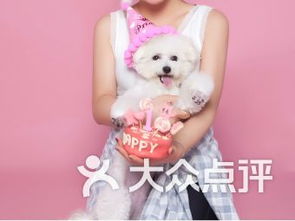 南京寵物食品用品電子商務技術服務